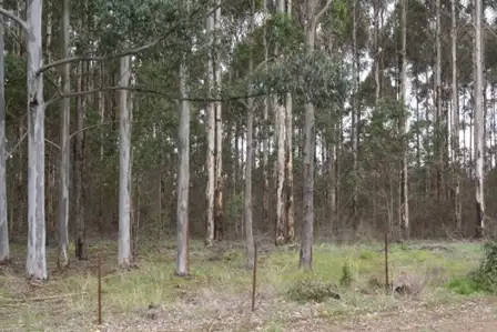 Third view of Homely rural property listing, Lot 461 South Western Highway, Manjimup WA 6258
