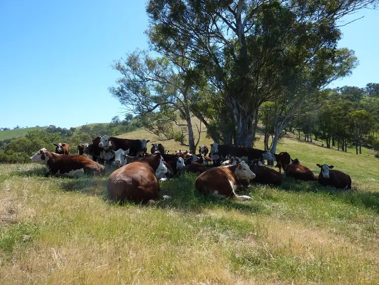 Sixth view of Homely rural property listing, 3000 Westbrook Road Tarcutta via, Wagga Wagga NSW 2650