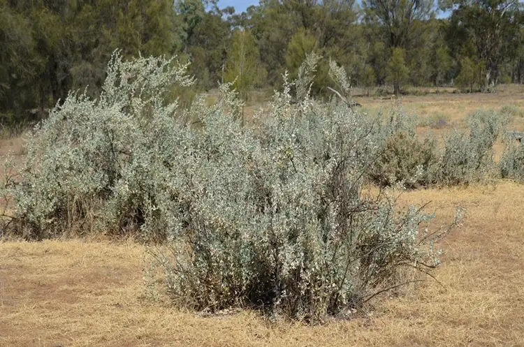 Sixth view of Homely rural property listing, 2123 Pilliga Rd, Wee Waa NSW 2388