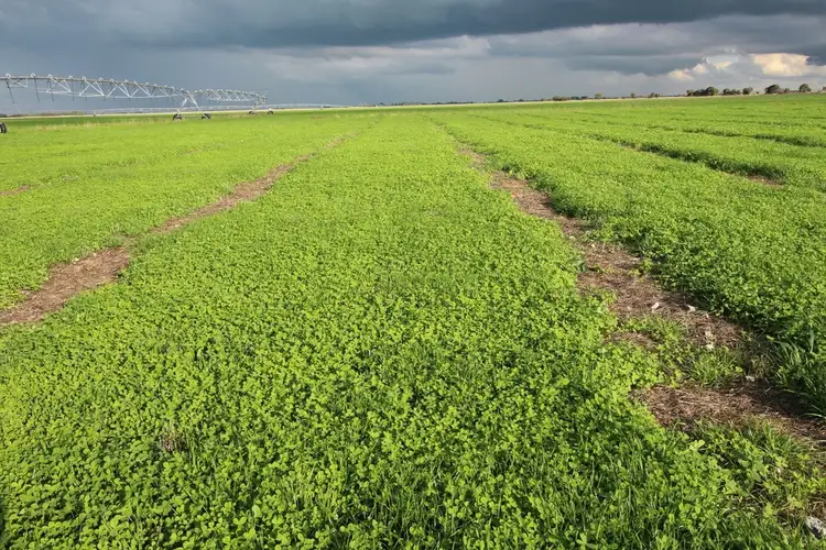 Seventh view of Homely rural property listing, 167 Settlers Road, Naracoorte SA 5271