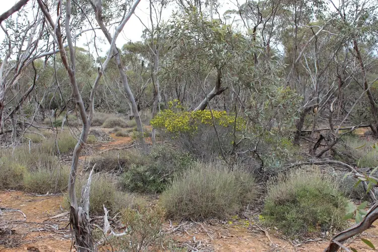 Fifth view of Homely rural property listing, Section 457 Murraylands Road, Walker Flat SA 5238