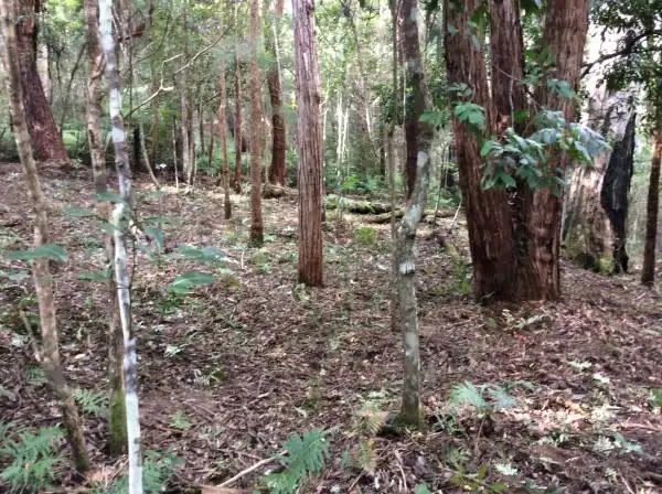 Second view of Homely land listing, 1943 Springbrook Road, Springbrook QLD 4213