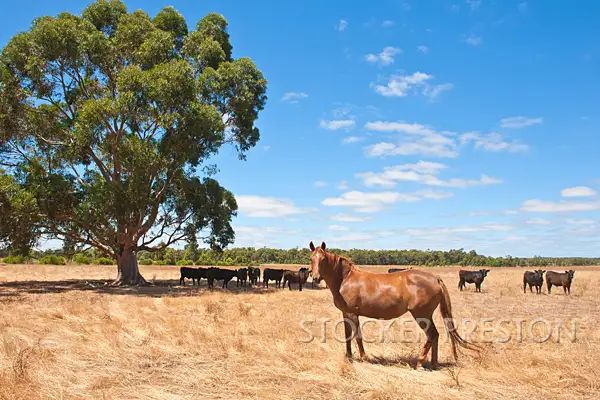 Fifth view of Homely rural property listing, 47 Norman Murdoch Rd, Metricup WA 6280