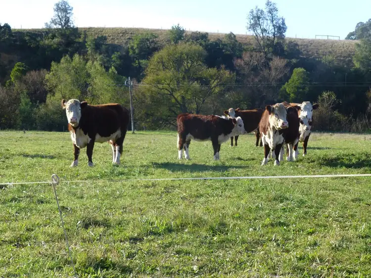 Second view of Homely rural property listing, 160 MITTONS ROAD, Hillside VIC 3875