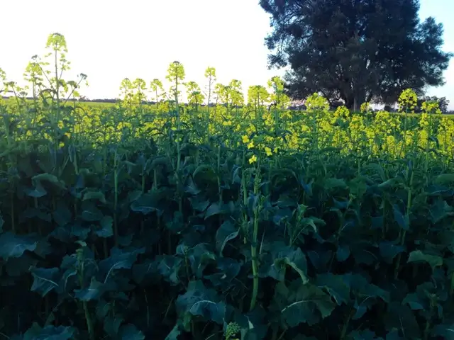 Sixth view of Homely rural property listing, 163 Kennedia Lane, Forbes NSW 2871