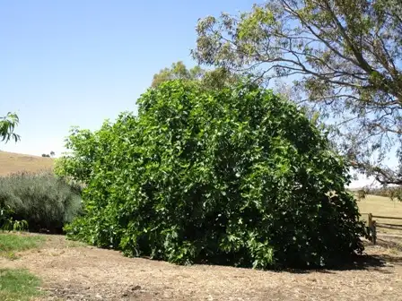 Second view of Homely land listing, 268 Macdonnell street, Springton SA 5235
