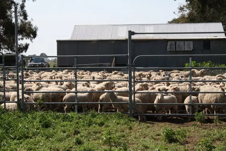 Seventh view of Homely rural property listing, 828 Padthaway Road, Mundulla SA 5270