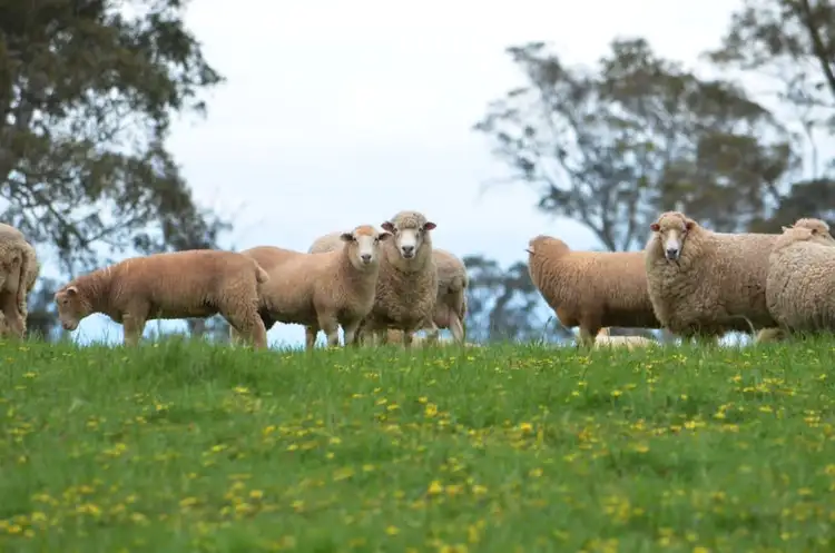 Seventh view of Homely rural property listing, Sec 218 Comaum School Road, Penola SA 5277
