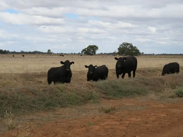 Main view of Homely rural property listing, 7209 Conargo Road, Deniliquin NSW 2710