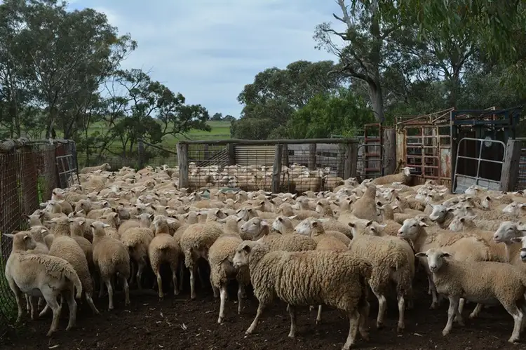 Fifth view of Homely rural property listing, 62 Purlewaugh Rd, Premer NSW 2381