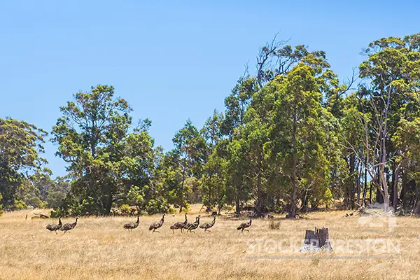 Fourth view of Homely rural property listing, Lot 102 Scott Road, Karridale WA 6288