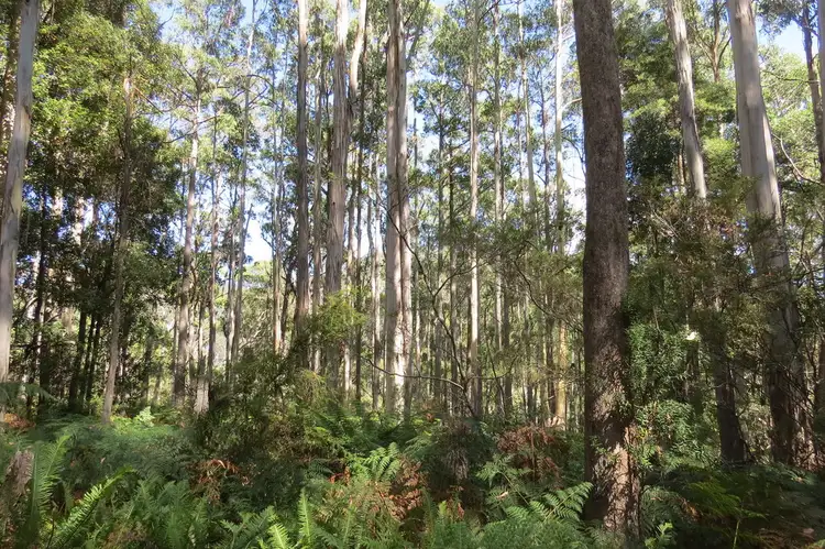 Lot 1 Lorinna Road, Lorinna TAS 7306