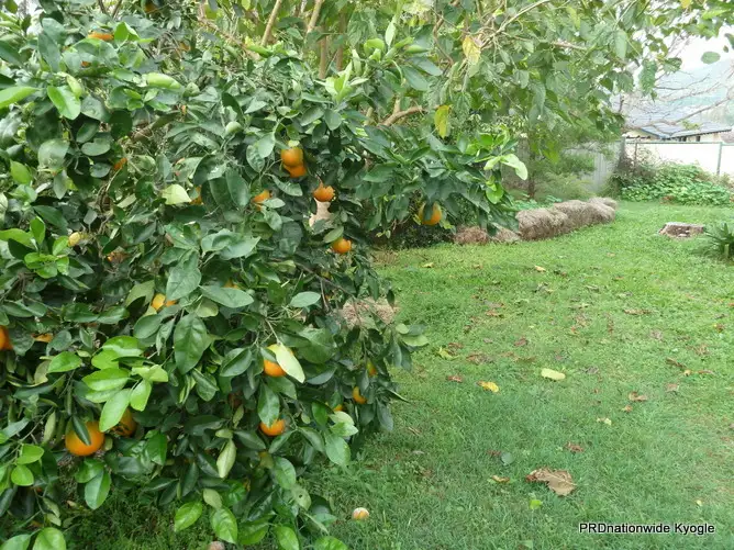 Fourth view of Homely house listing, 20 Saville Street, Kyogle NSW 2474