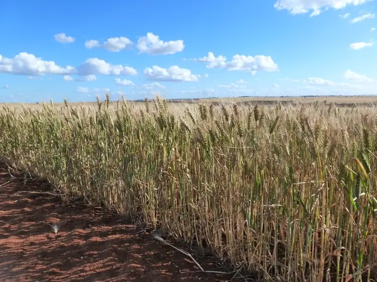 Third view of Homely rural property listing, 2252 Northam-Pithara Rd, Goomalling WA 6460