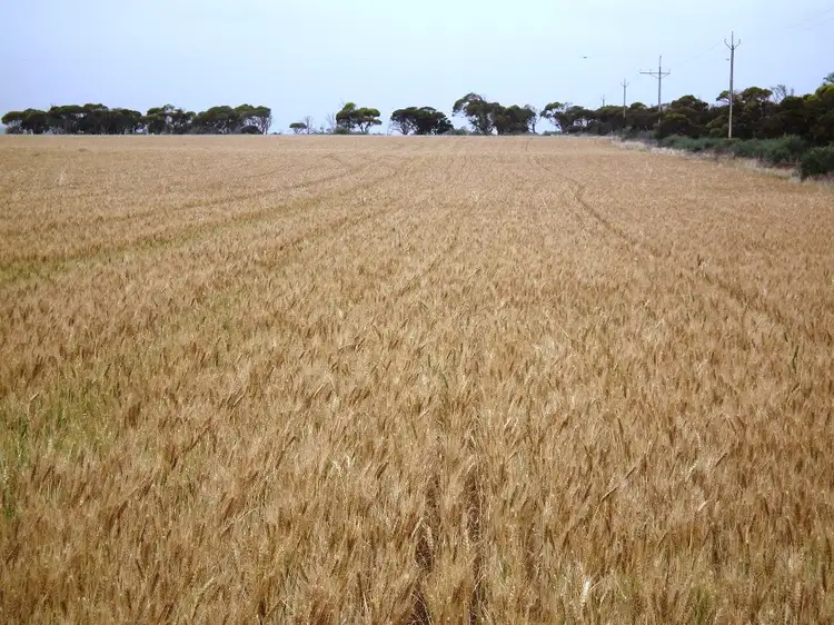 Fifth view of Homely rural property listing, Allots 631 and 51 and Section 12 Hundred of Wandana, Ceduna SA 5690