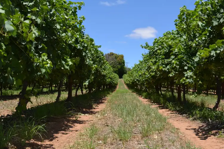 Sixth view of Homely rural property listing, 134 Old Wentworth Road, Yelta VIC 3505