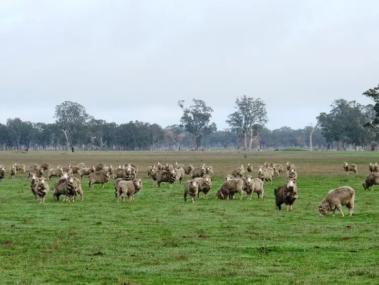 69 Northfield Woolshed Road, Telangatuk East via, Horsham VIC 3400