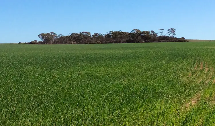 Main view of Homely rural property listing, Lot 15395 English Rd, Chandler, Mukinbudin WA 6479