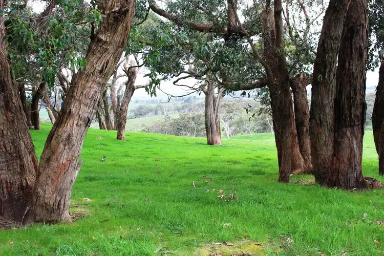 Fifth view of Homely rural property listing, Allotment 4 9058 Main South Rd, Delamere SA 5204
