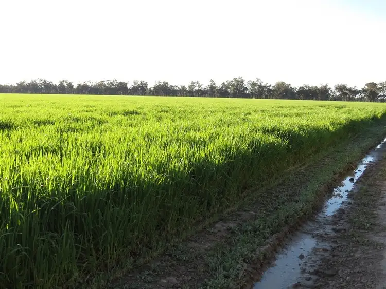Second view of Homely rural property listing, 264 OLD DENILIQUIN ROAD, Moama NSW 2731
