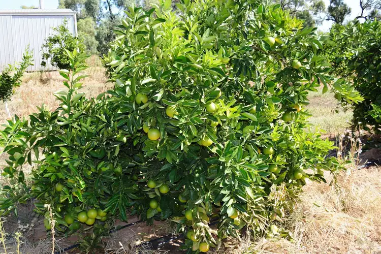 Fifth view of Homely rural property listing, Lot 1 & 2 Lock 10 Road, Wargan VIC 3505