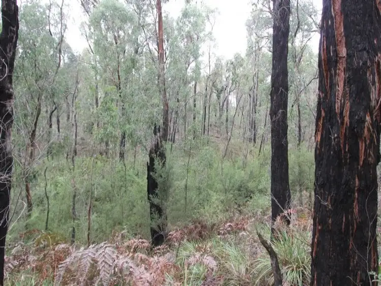 Fourth view of Homely rural property listing, 8 Gilfedder Terrace, Mirboo North VIC 3871
