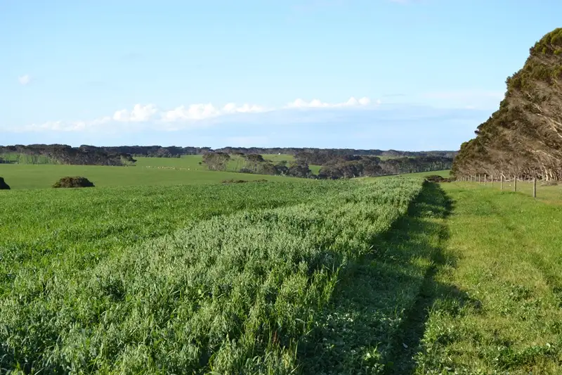 Main view of Homely rural property listing, Lot 112 Moffatt Rd, Penneshaw SA 5222