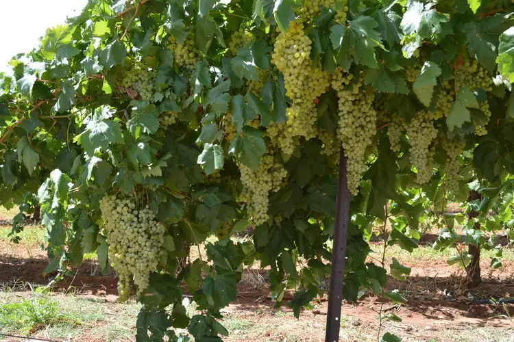 Fourth view of Homely rural property listing, 162 Main Avenue S, Merbein VIC 3505