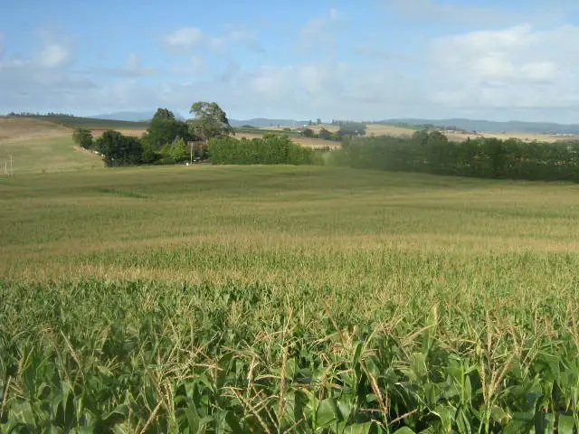 Main view of Homely rural property listing, - Oppenheims Road, Moriarty TAS 7307