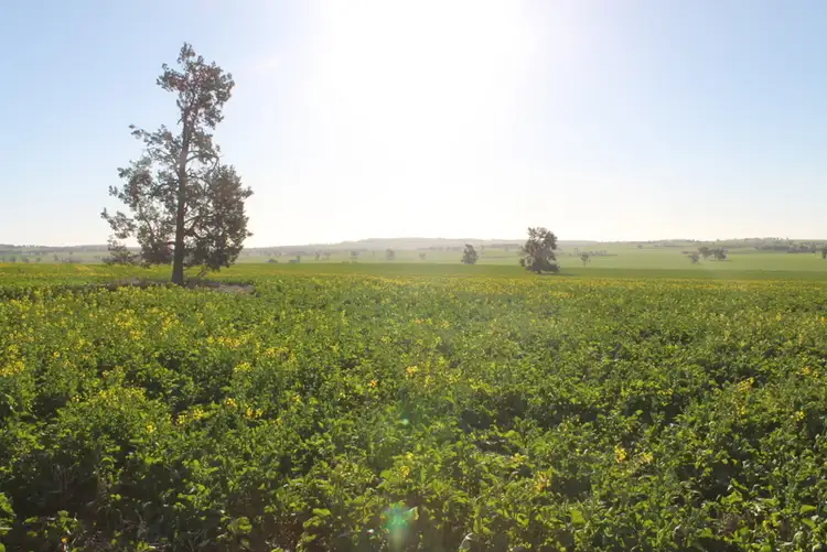 Second view of Homely rural property listing, - Ohau, Wagga Wagga NSW 2650