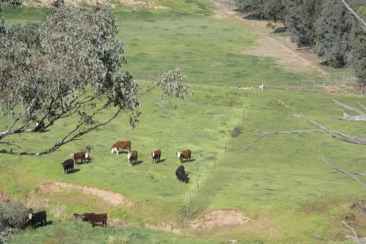Second view of Homely rural property listing, 907 Darbys Falls Road, Cowra NSW 2794