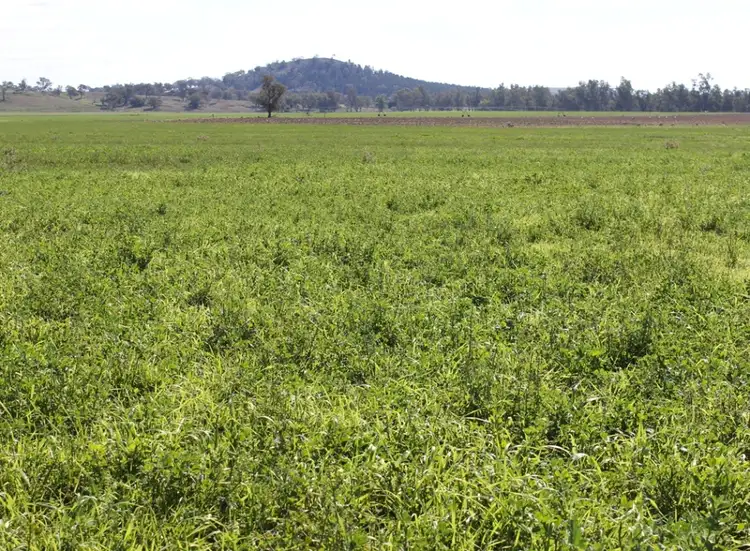 Sixth view of Homely rural property listing, 648 River Road, Geurie NSW 2818