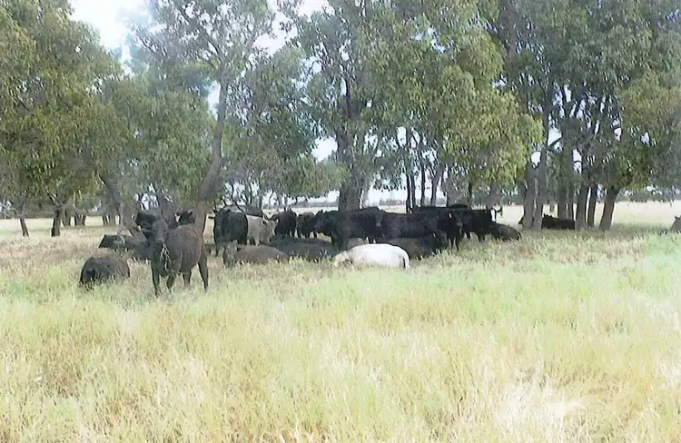 Fifth view of Homely rural property listing, Lot 8 Mounsey Road, West Coolup WA 6214