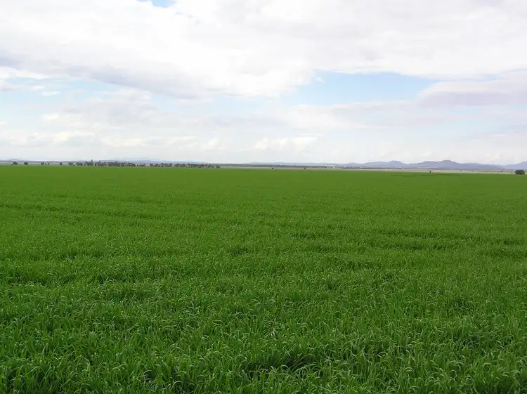 Main view of Homely rural property listing, ''Caradoc Park", Mullaley NSW 2379