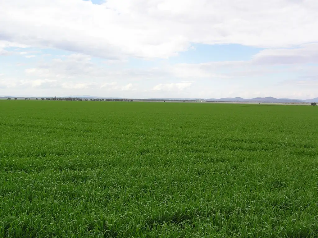 Main view of Homely rural property listing, ''Caradoc Park", Mullaley NSW 2379