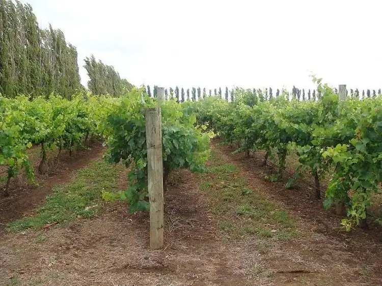 Sixth view of Homely rural property listing, Lot 200 Riddoch Highway, Coonawarra SA 5263