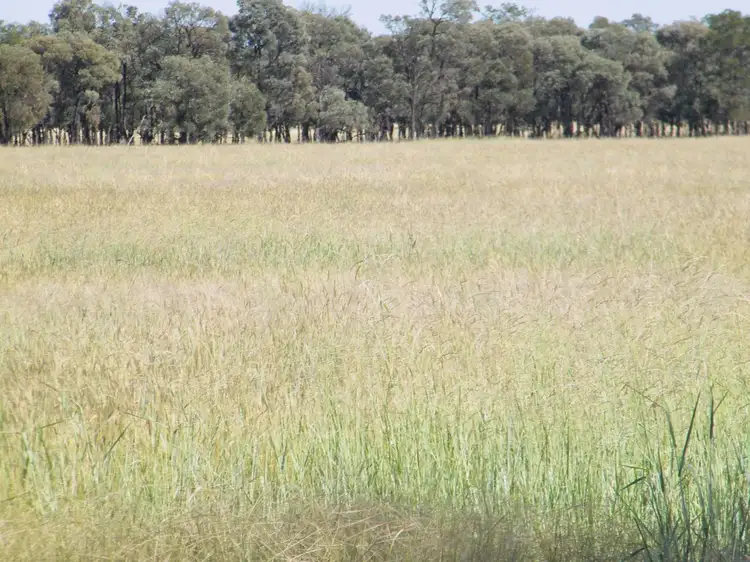 Fifth view of Homely rural property listing, "Sutton Grange", Meandarra QLD 4422