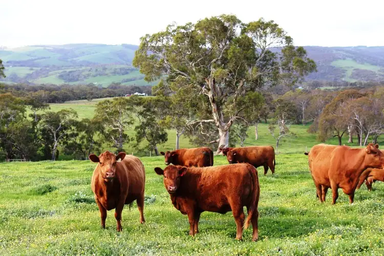 Sixth view of Homely rural property listing, 165 Prouse Road, Inman Valley SA 5211