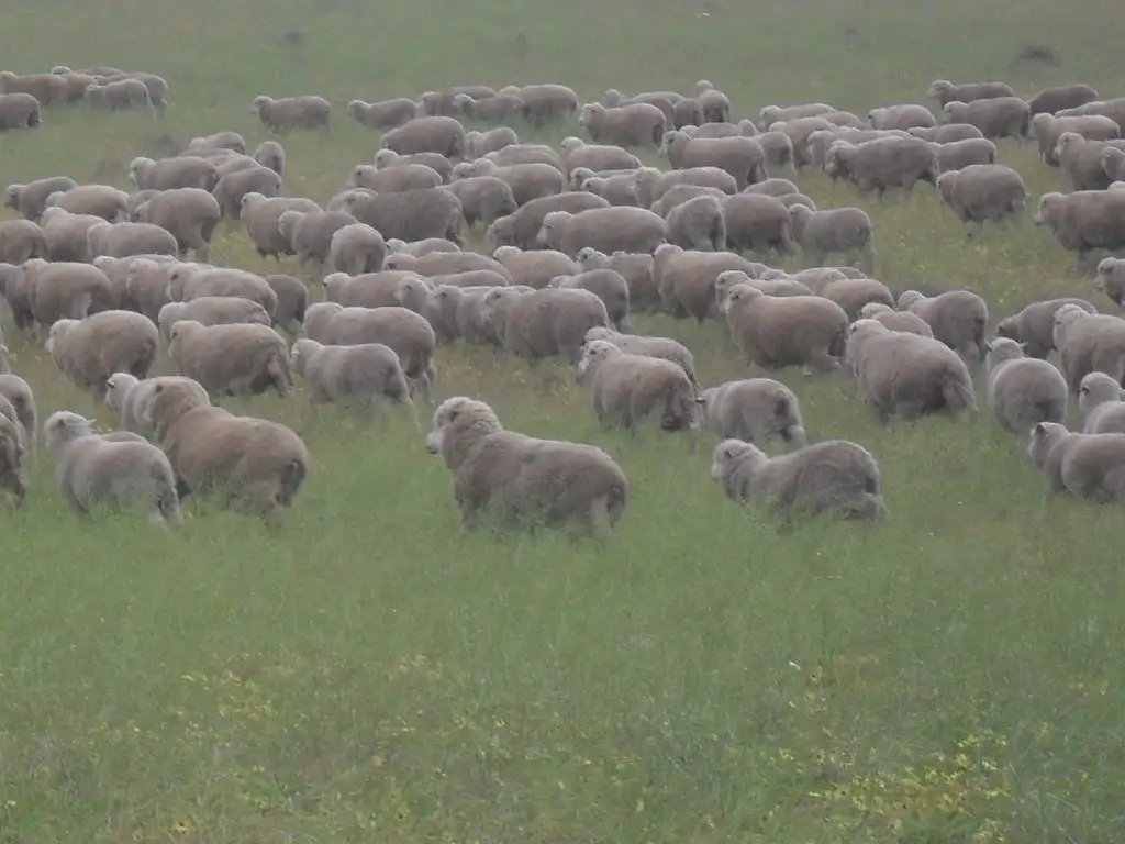 Main view of Homely rural property listing, Secs 18 & 19 Hd of Mindarie & Sec 158 Hd of Allen, Wanbi SA 5310