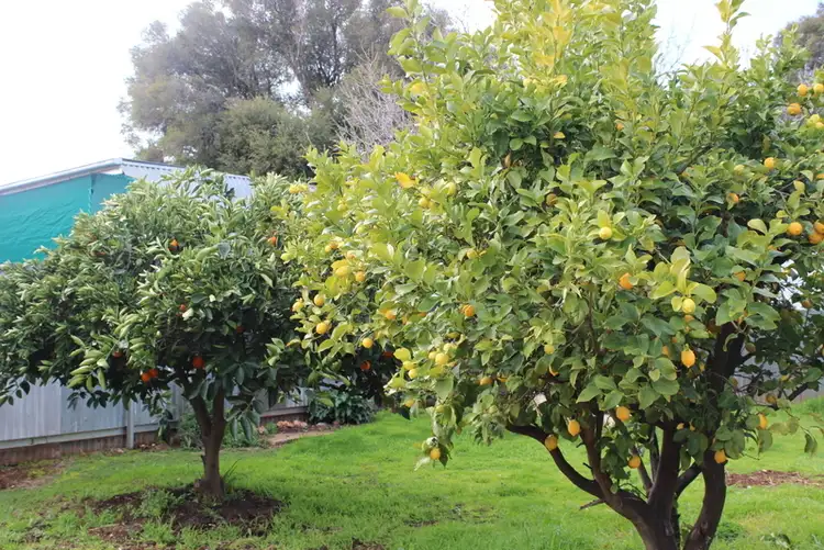 Second view of Homely house listing, 81 Holbrook Street, Temora NSW 2666