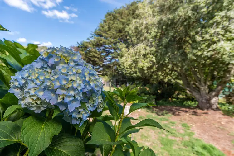 Seventh view of Homely house listing, 1 Mulcahys Road, Trentham VIC 3458