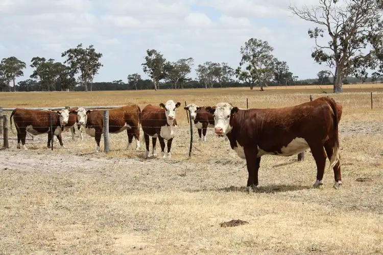 Seventh view of Homely rural property listing, 1020 Boddington West Road, Naracoorte SA 5271