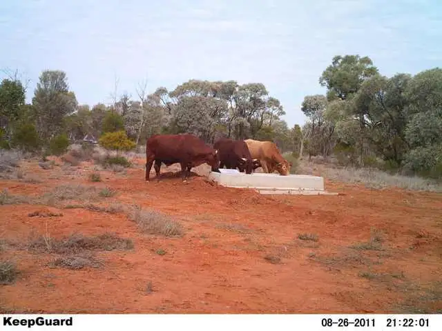 4730 Murra Murra Road, Cunnamulla QLD 4490