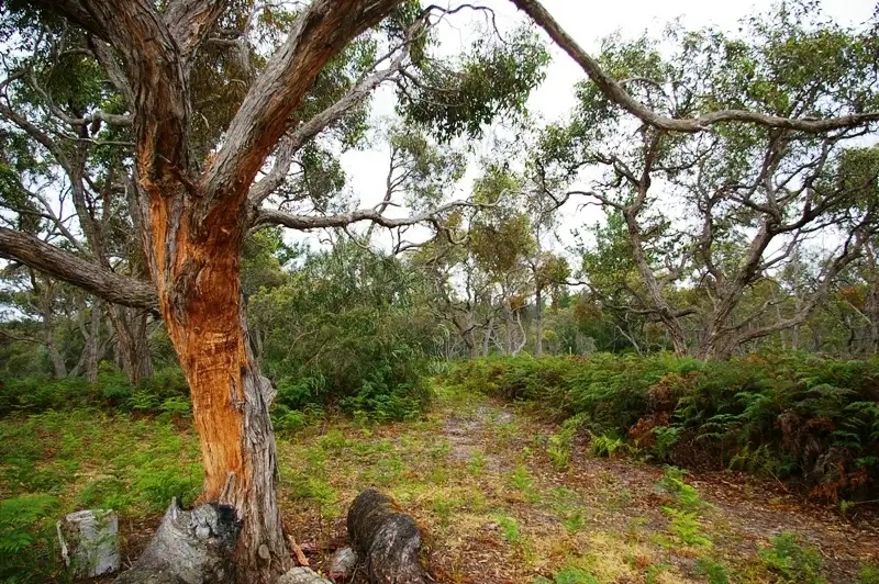 Main view of Homely rural property listing, 425 Patchings Road, Casterton VIC 3311