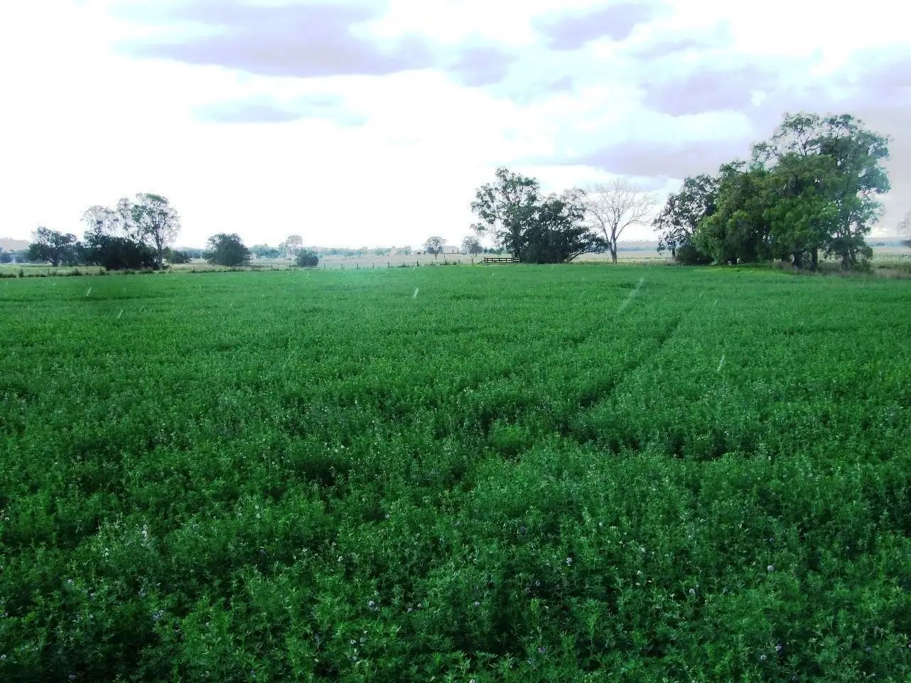 Main view of Homely rural property listing, 1 Texas Yelarbon Road, Glenarbon QLD 4385