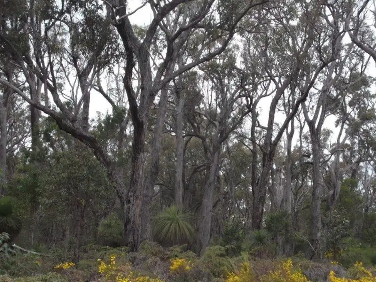 Main view of Homely rural property listing, LOT 2718 Ashley Road, Manjimup WA 6258