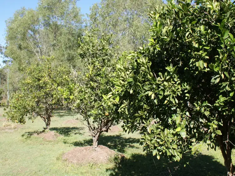 Sixth view of Homely rural property listing, 405 Creevey Drive, Captain Creek QLD 4677