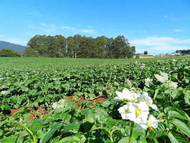 Fifth view of Homely rural property listing, 277 Stotts Road, Riana TAS 7316