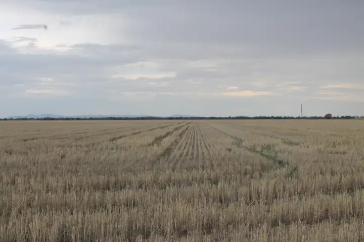 Main view of Homely rural property listing, - 'Argyle' & 'Melba Downs, Quandialla NSW 2721