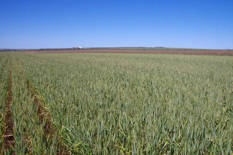 Third view of Homely rural property listing, 638 Ballidu South-East Rd, Kondut via, Wongan Hills WA 6603